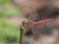 Sympetrum_meridionale_rb1795