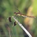 Sympetrum_pedemontanum_ai6944