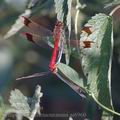 Sympetrum_pedemontanum_ai6960