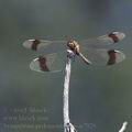 Sympetrum_pedemontanum_ai7026