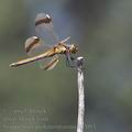 Sympetrum_pedemontanum_ai7093