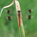 Sympetrum_pedemontanum_ai7274