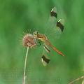 Sympetrum_pedemontanum_ai7322