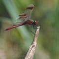 Sympetrum_pedemontanum_bd8631