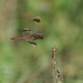 Sympetrum_pedemontanum_bd8655