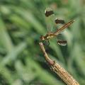 Sympetrum_pedemontanum_bd8686