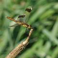 Sympetrum_pedemontanum_bd8691