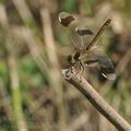 Sympetrum_pedemontanum_bd8702