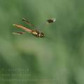 Sympetrum_pedemontanum_bd8717