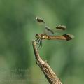 Sympetrum_pedemontanum_bd8732