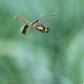Sympetrum_pedemontanum_bd8739