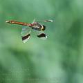 Sympetrum_pedemontanum_bd8749