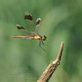 Sympetrum_pedemontanum_bd8767