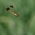 Sympetrum_pedemontanum_bd8790