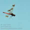 Sympetrum_pedemontanum_bd8948