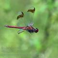 Sympetrum_pedemontanum_bd8951