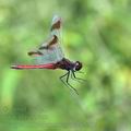 Sympetrum_pedemontanum_bd8966