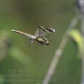 Sympetrum_pedemontanum_bd8975