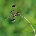 Sympetrum_pedemontanum_bd9008