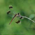 Sympetrum_pedemontanum_bd9011