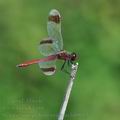 Sympetrum_pedemontanum_bd9013