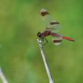 Sympetrum_pedemontanum_bd9018