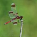 Sympetrum_pedemontanum_bd9023