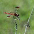 Sympetrum_pedemontanum_bd9053