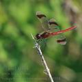 Sympetrum_pedemontanum_bd9104