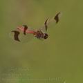 Sympetrum_pedemontanum_bd9122