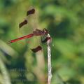 Sympetrum_pedemontanum_bd9241