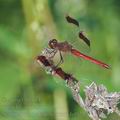 Sympetrum_pedemontanum_bd9247