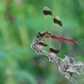 Sympetrum_pedemontanum_bd9261