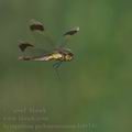 Sympetrum_pedemontanum_bd9349