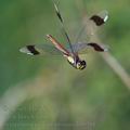 Sympetrum_pedemontanum_bd9381