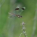 Sympetrum_pedemontanum_bd9427