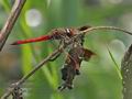 Sympetrum_pedemontanum_ra9970