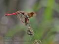 Sympetrum_pedemontanum_ra9997