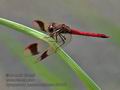 Sympetrum_pedemontanum_rb0061