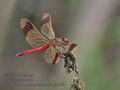 Sympetrum_pedemontanum_rb0101