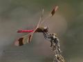 Sympetrum_pedemontanum_rb0171