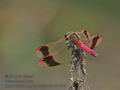 Sympetrum_pedemontanum_rb0208