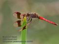 Sympetrum_pedemontanum_rb0289