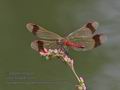 Sympetrum_pedemontanum_rb0326