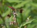 Sympetrum_pedemontanum_rb0446