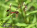 Sympetrum_pedemontanum_rb0502