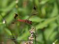 Sympetrum_pedemontanum_rb0509