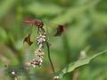 Sympetrum_pedemontanum_rb0537