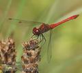 Sympetrum_sanguineum_ac5125