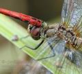 Sympetrum_sanguineum_ac6920